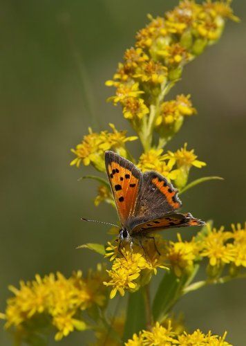Червонец пятнистый (пламенный)