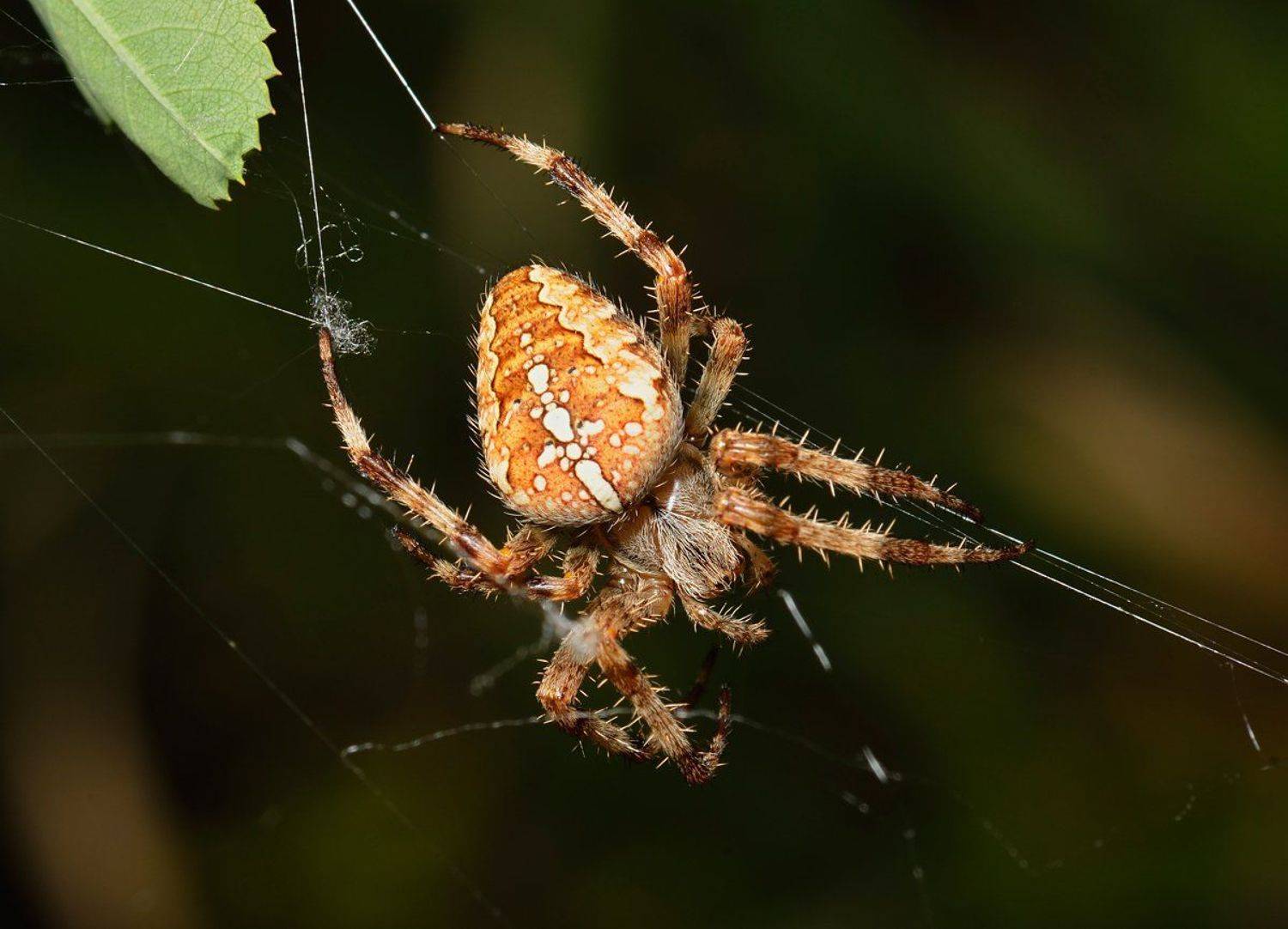 nikon, d7000, spider, macro, close-up, nature, arachnida, arthropoda, araneus diadematus, araneae, cross orbweaver, паук, природа, макро, казахстан, крестовик, Эдуард Ким