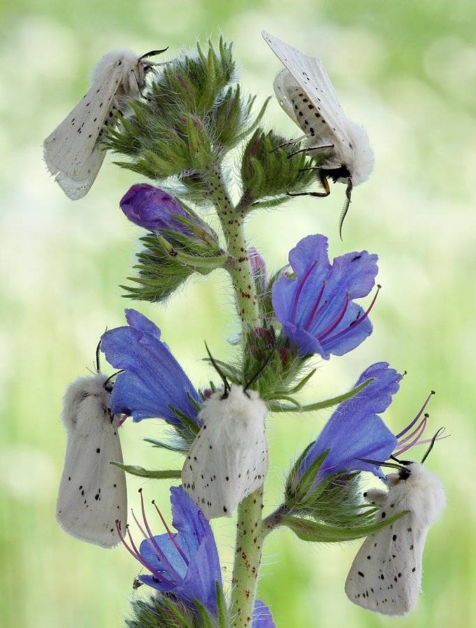, Сергей Таланов