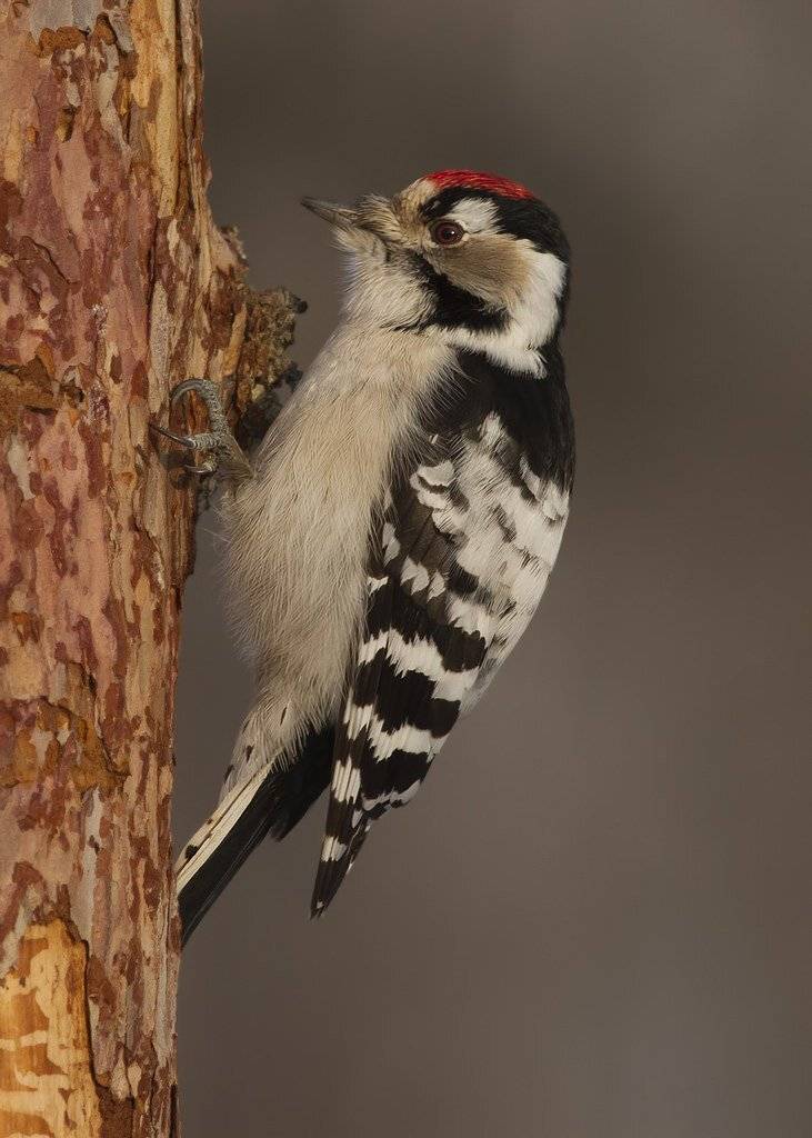 малый, дятел, Ляпустин Юра