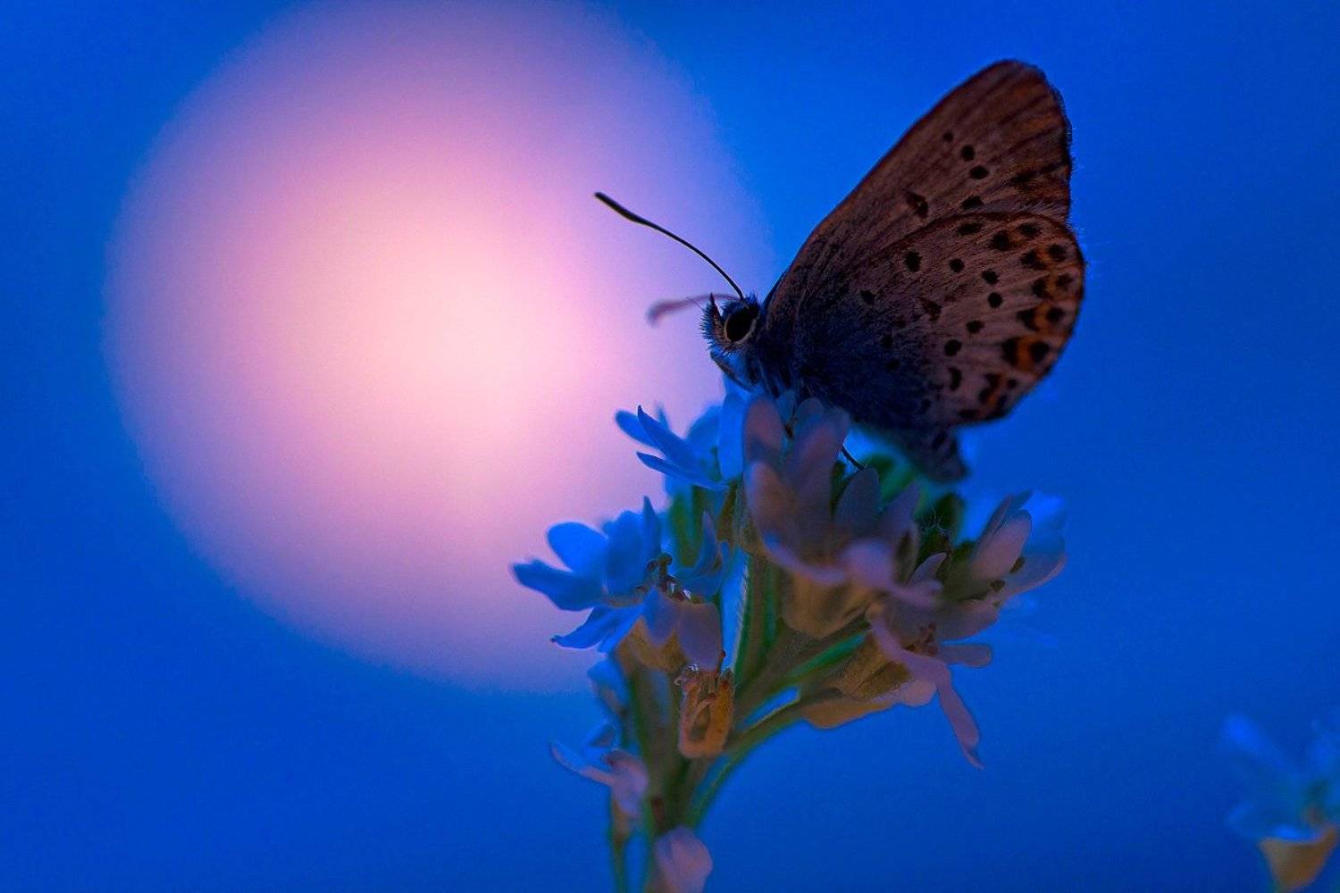 , Качурин Алексей