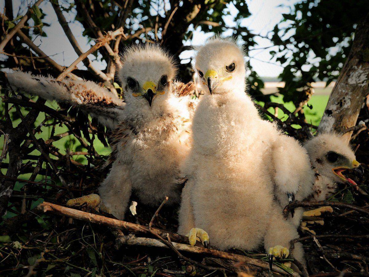 коршун, птенцы, природа, животные, Serj Master
