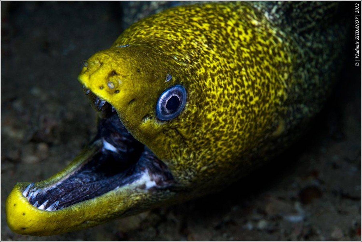 мурена, красное, море, египет, дахаб, Владимир Жданов