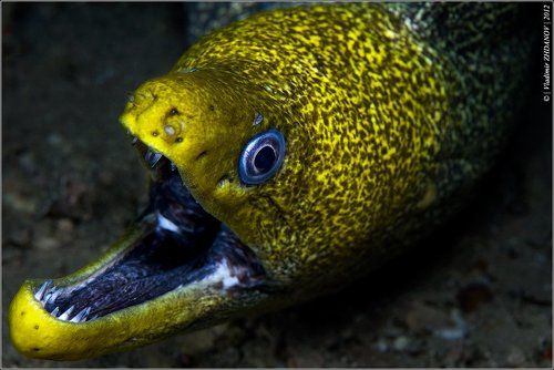 - Цыплёнок, говоришь?.. (угрожающе)