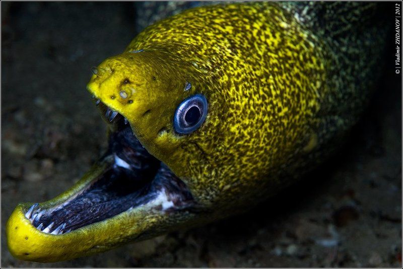 мурена, красное, море, египет, дахаб - Цыплёнок, говоришь?.. (угрожающе) фото превью
