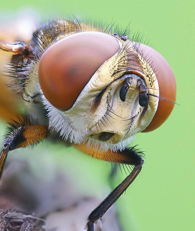 портрет ежемухи... фото превью