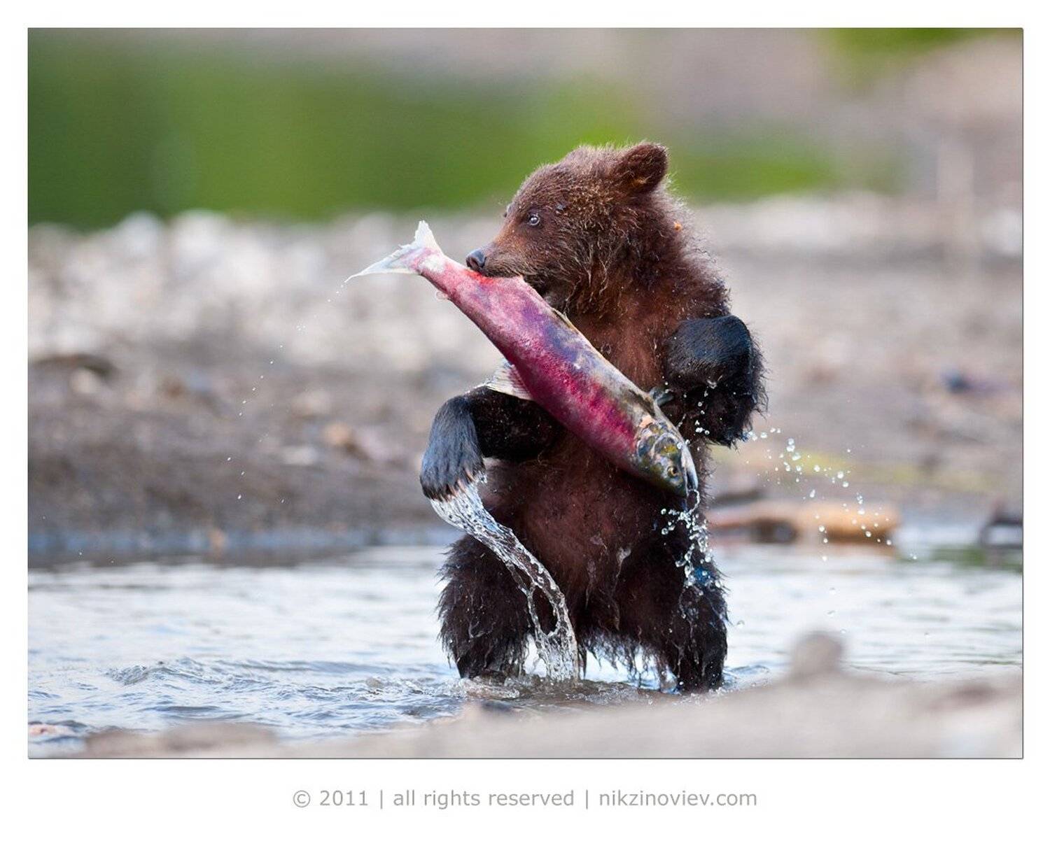 медвежонок, камчатка, курильское озеро, дикая природа, россия, николай зиновьев, Николай Зиновьев