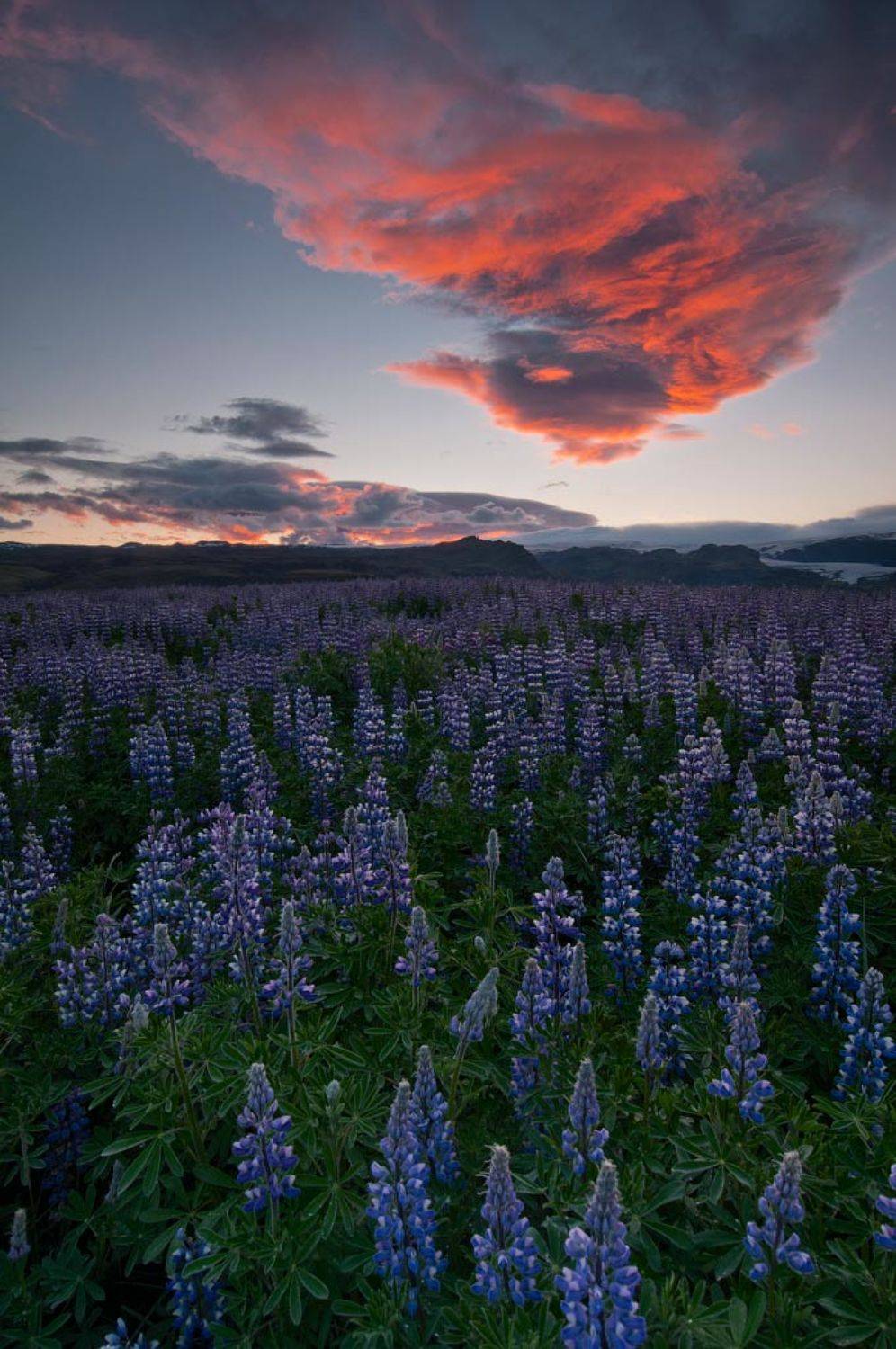 iceland, myrdalsjokull, lupin,  sunrise, Максим *