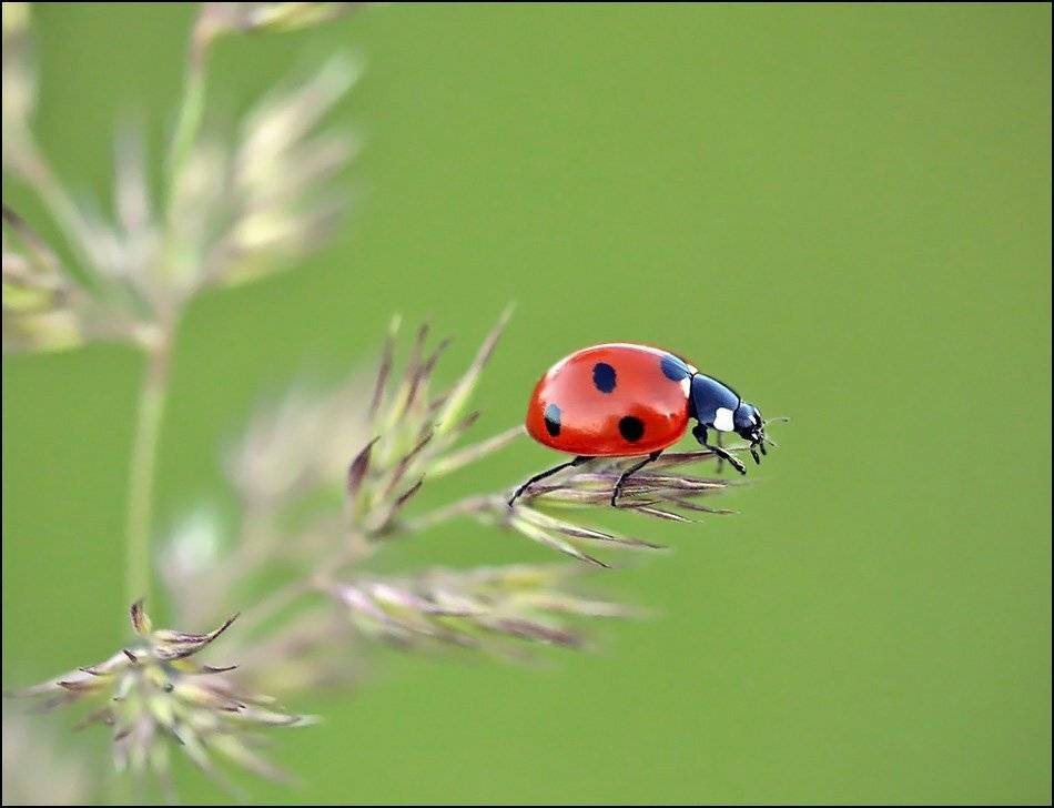 божья коровка,насекомые,макро, Андрей Корочкин