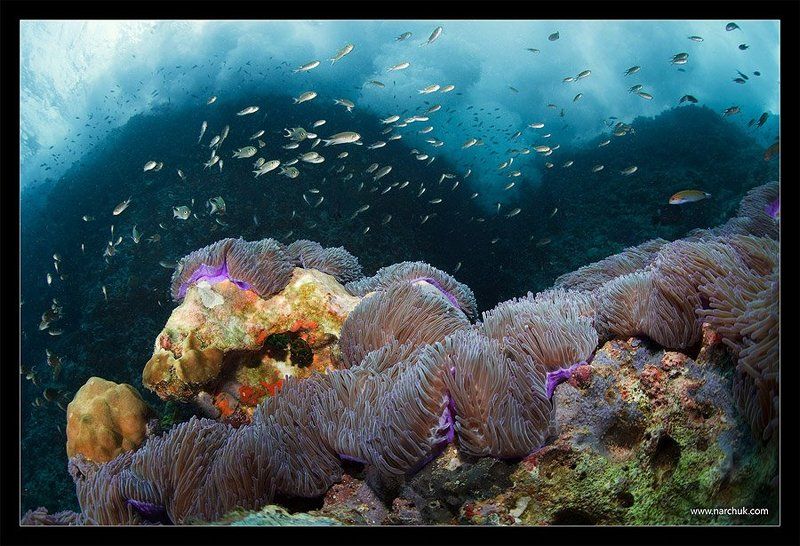 прибой, таиланд, анемоны, скала, море, цвет, дайвинг В зоне прибоя фото превью