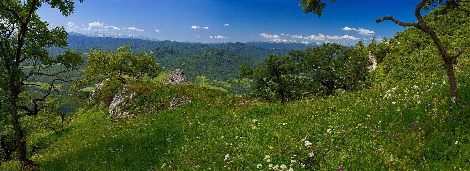 лето, горы, кавказ, унакоз, деревья, цветы, Вадим de-Zigner Малышев