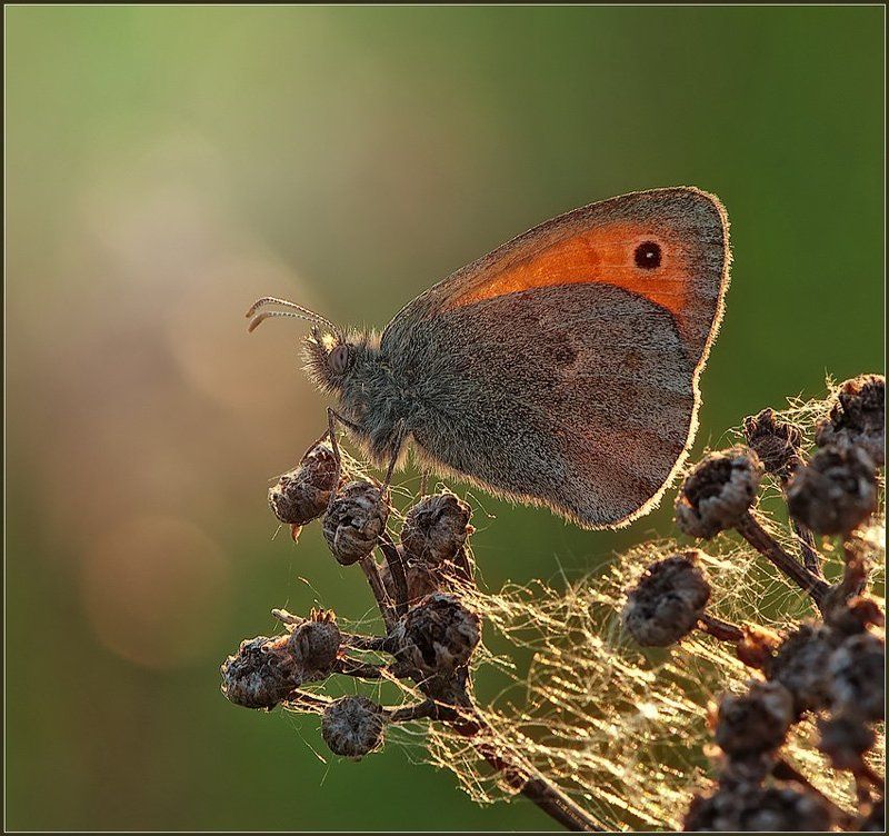 В вечернем свете. фото превью