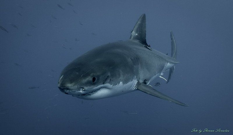 Страшные снаружи, но добрые внутри фото превью