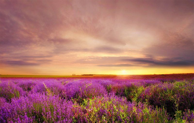 lavender, field, sunset Lavender at Sunset фото превью