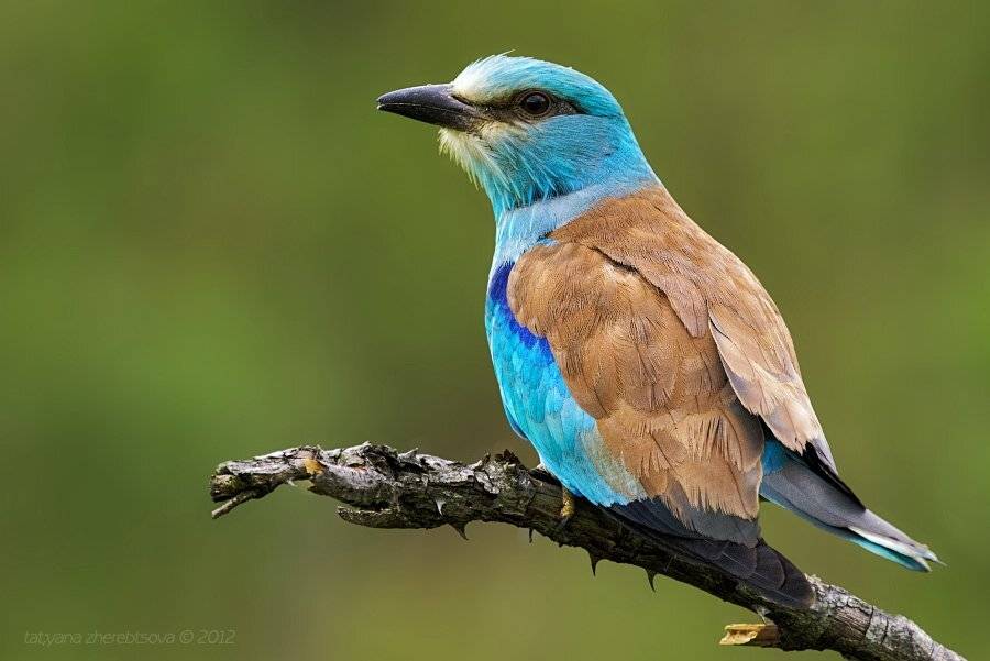 сизоворонка, Татьяна Жеребцова