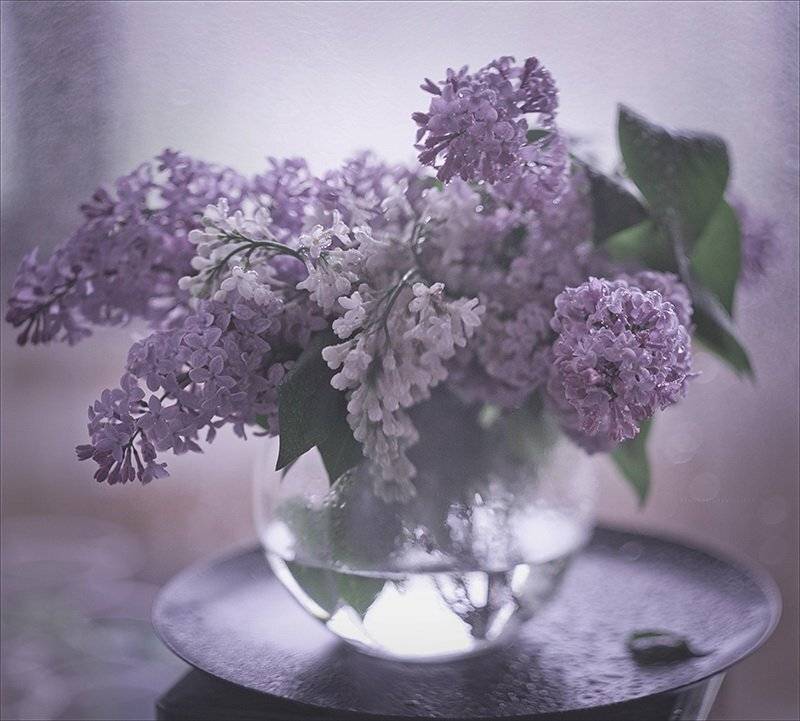 , Svoboda Andreeva