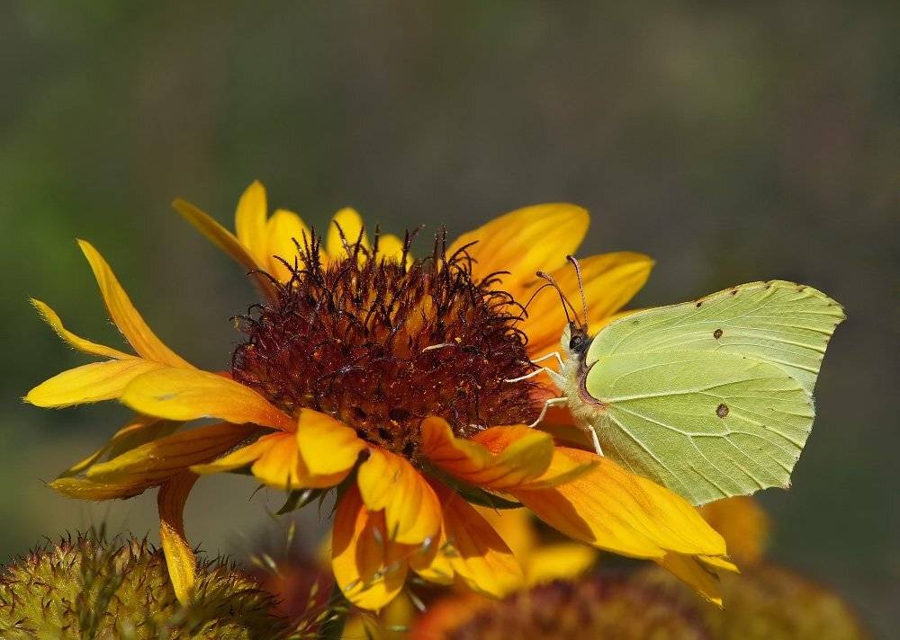 лимонница, Cheplenko Aleksey