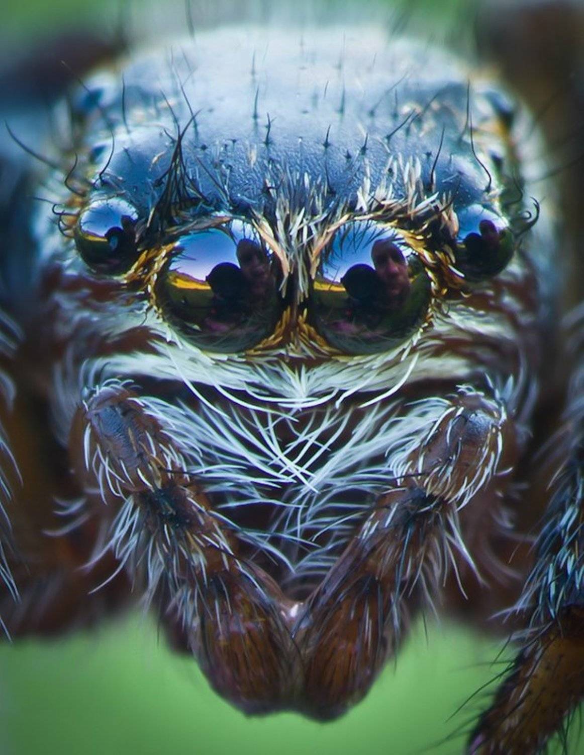 ростислав, макро, 100мм, Шивринский Ростислав