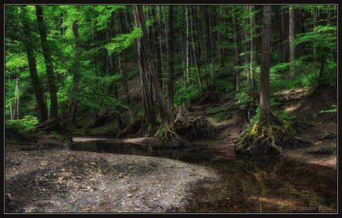 О сказках лесного ручья...