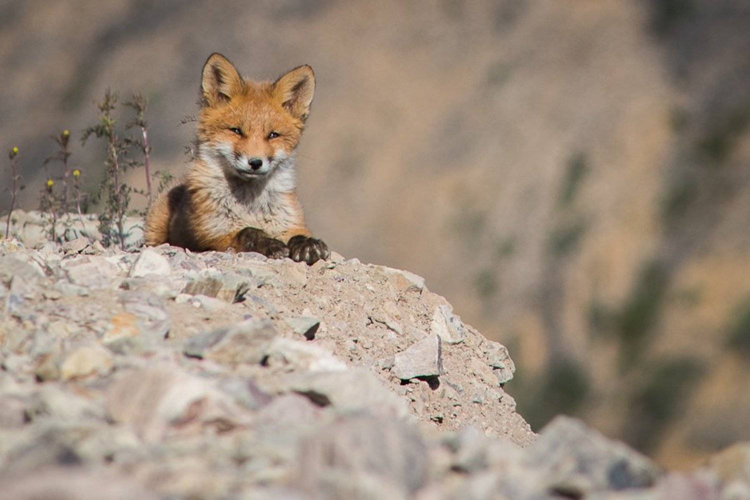 , Иван Кислов