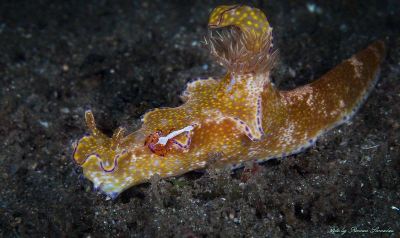 Автостопом фото превью