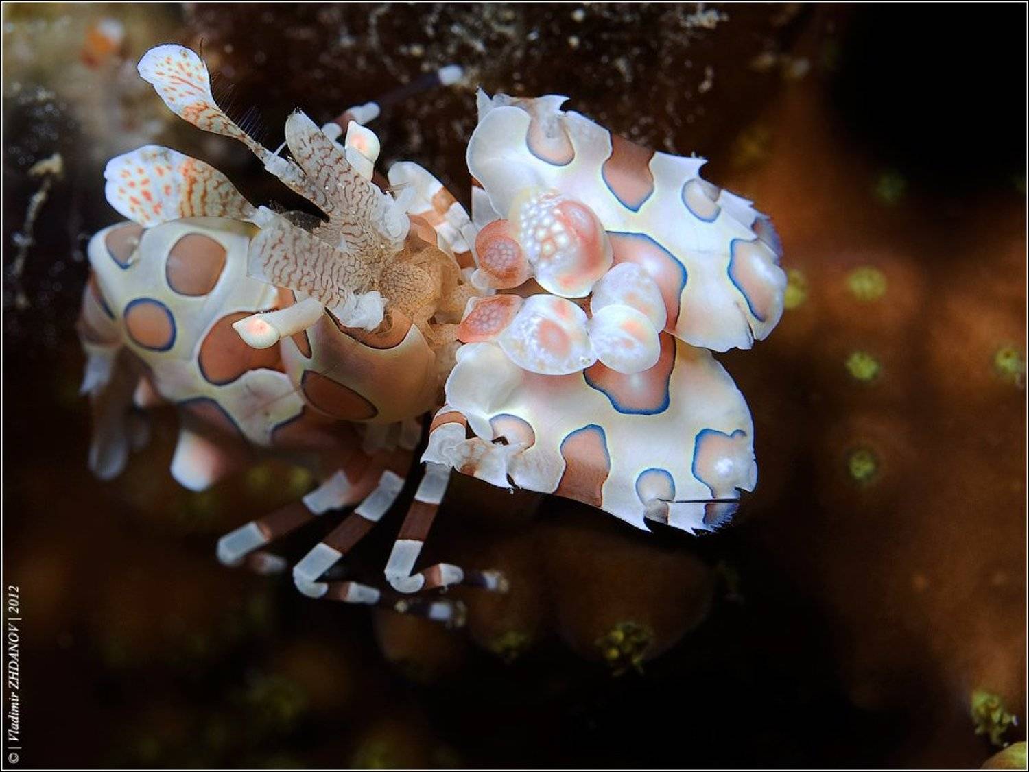 креветка, арлекин, harlequin, shrimp, красное, море, египет, дахаб,, Владимир Жданов