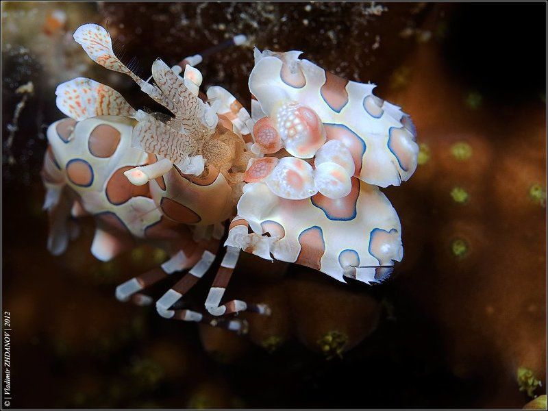 креветка, арлекин, harlequin, shrimp, красное, море, египет, дахаб, - Я - Арлекин! фото превью