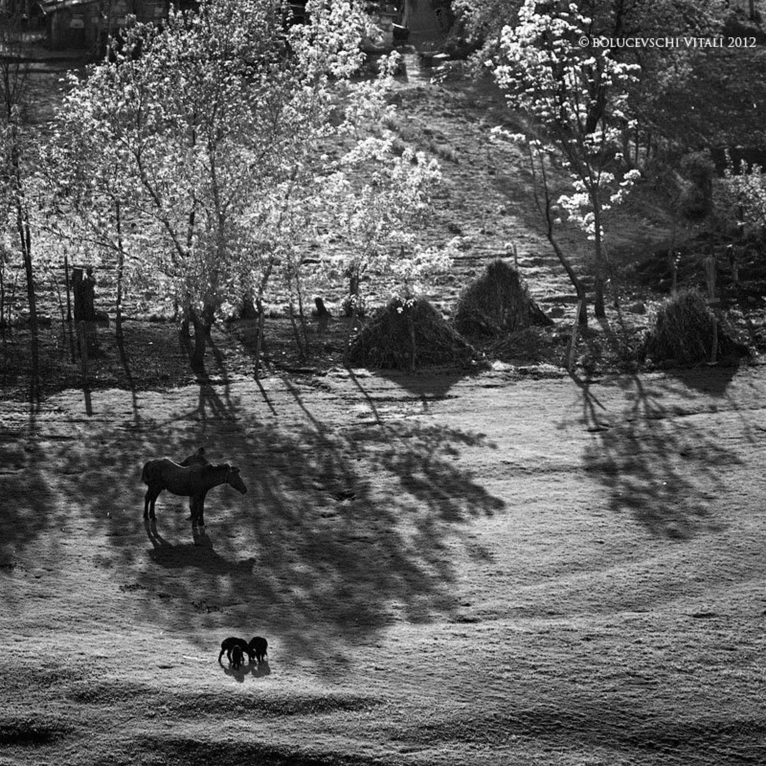 молдова, пейзаж, bolucevschi, Vitalii