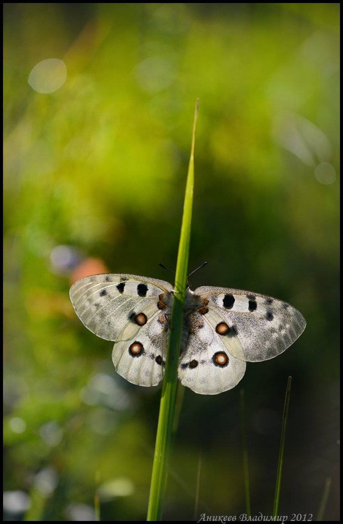 бабочка, апполон, Аникеев Владимир