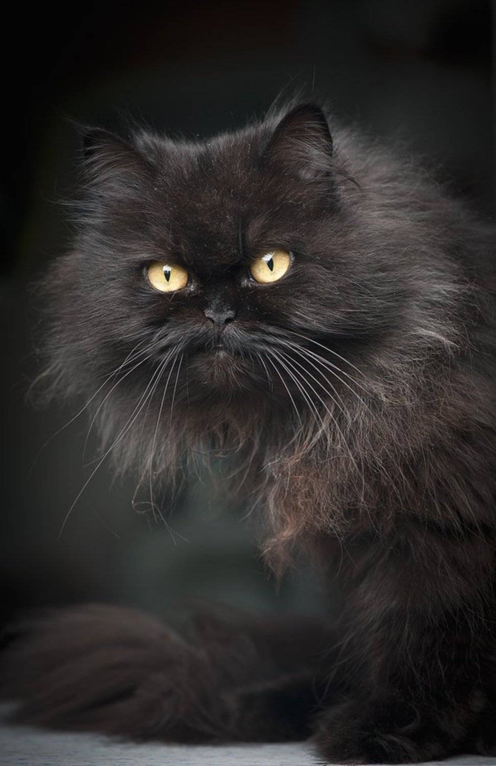 , Валерий Коновалов