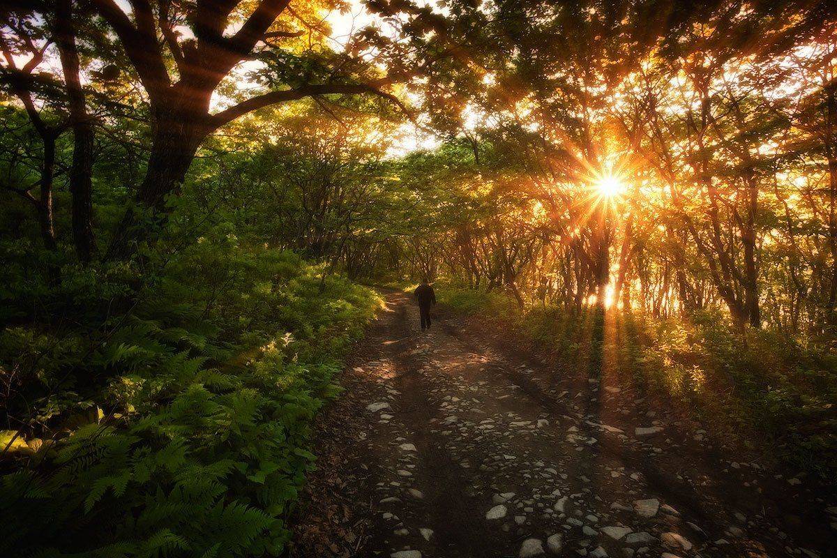 вечер, лес, солнце, дорога, человек, Андрей Кровлин