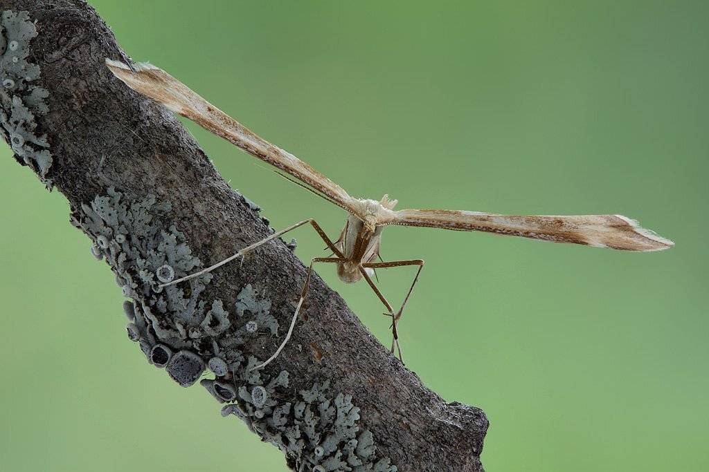 бабочка, пальцекрылка, Сергей Таланов