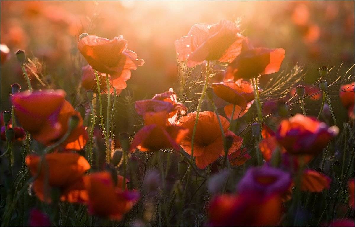 , Николай Шахманцир