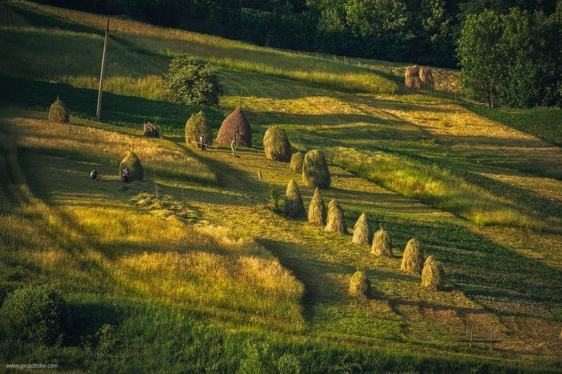 карпаты, пастораль, гуцулы, трава, сено, сенокос, скирды Карпатская пастораль фото превью