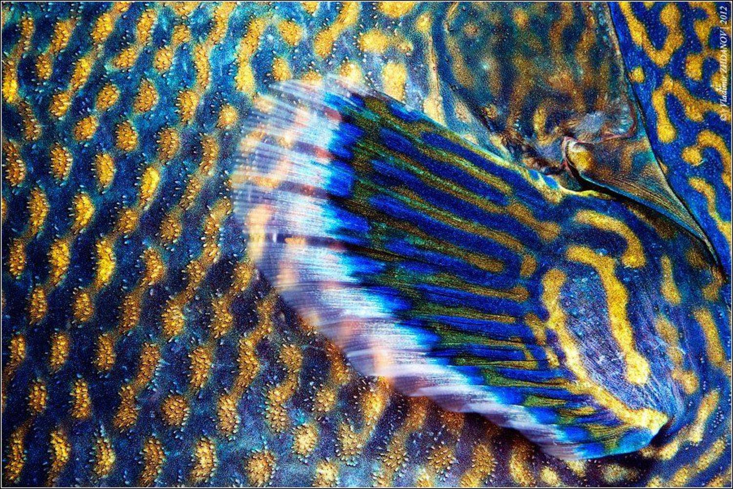 , Владимир Жданов