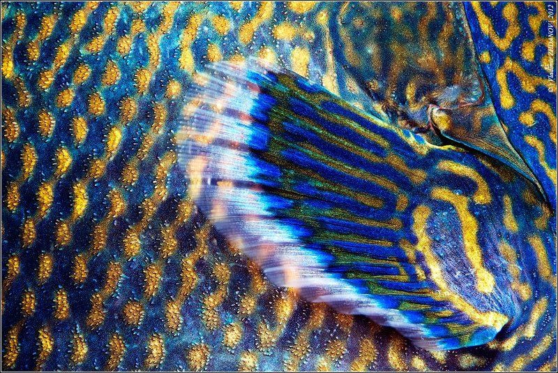 Боевая Раскраска Голубого Спинорога фото превью