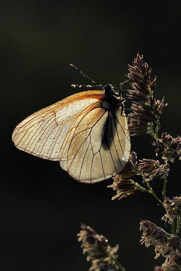 , Сергей Таланов