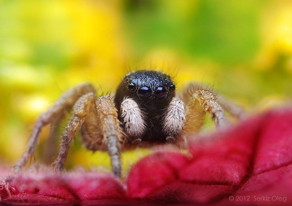 jumping spider,asianellus festivus, macro, nature, nikon d80, art, close up, extension tube, softbox, diffuser, macrophotography, eyes, face, chernivtsi, ukraine, олег серкиз, макро, паук скакунчик, Oleg Serkiz