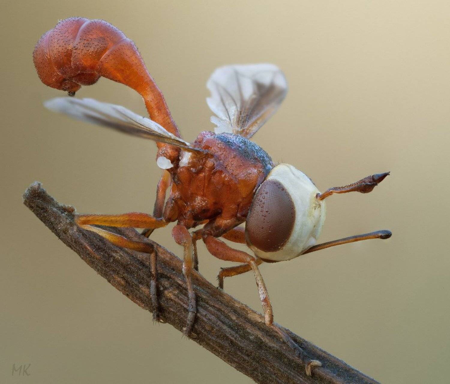 большеголовка, conopidae, Miron Karlinsky