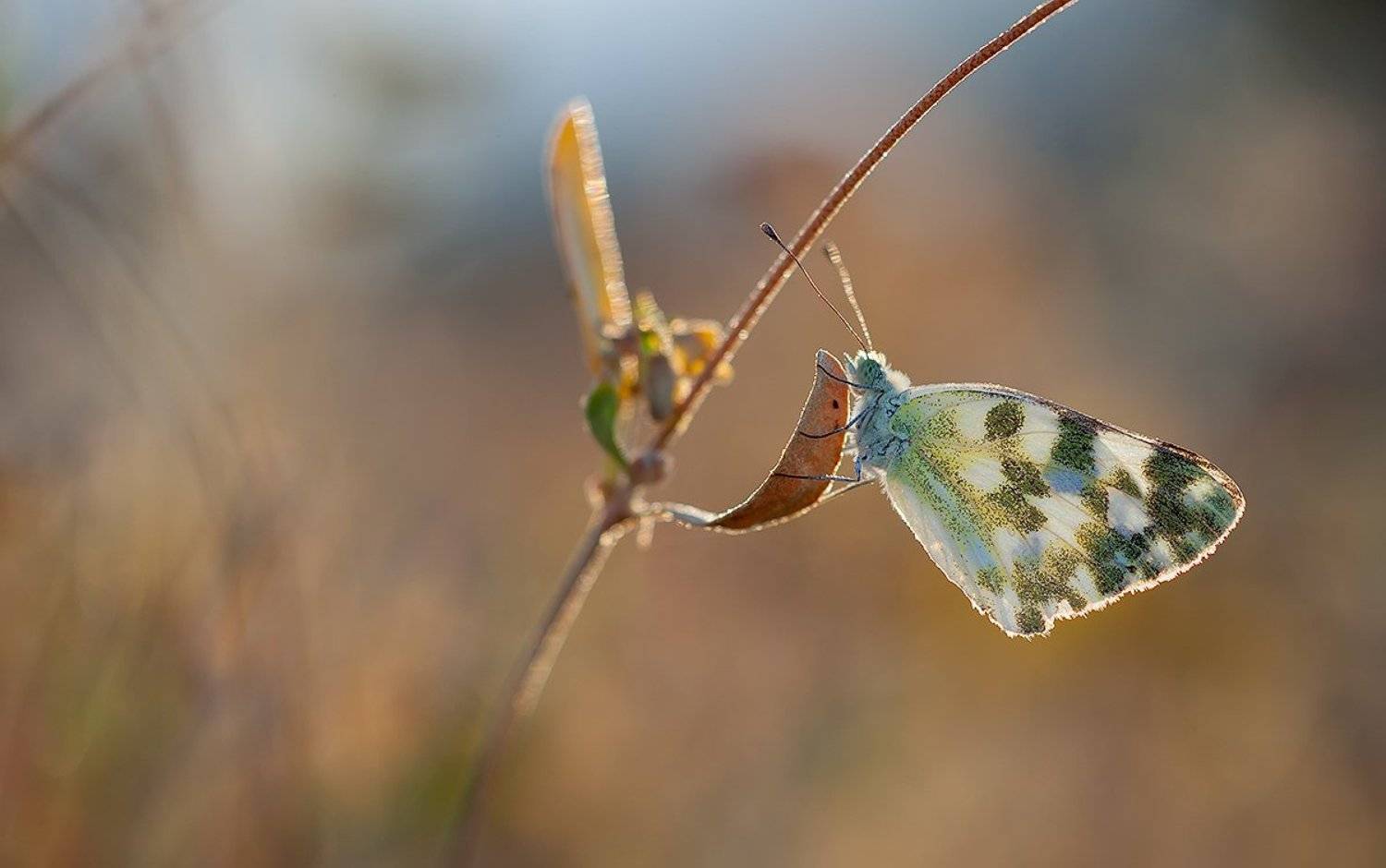 lepidoptera,canon, 5d mkii, sigma,macro, apo, dg 180mm, Remus Moise