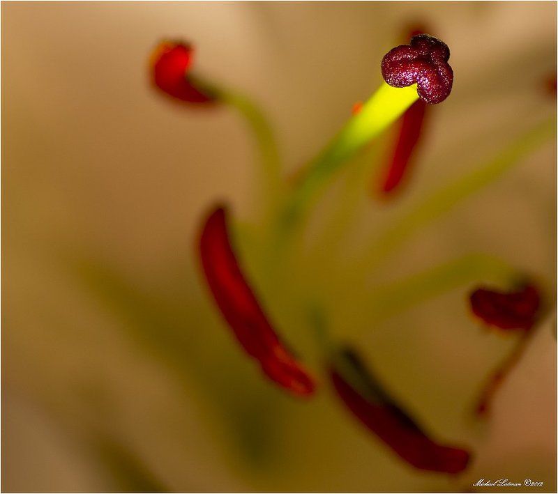 flower,fallos,colors,night Сказки наночь... фото превью