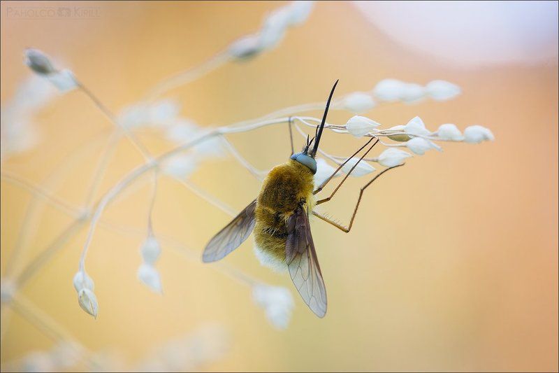 Лето, жара, шуба фото превью
