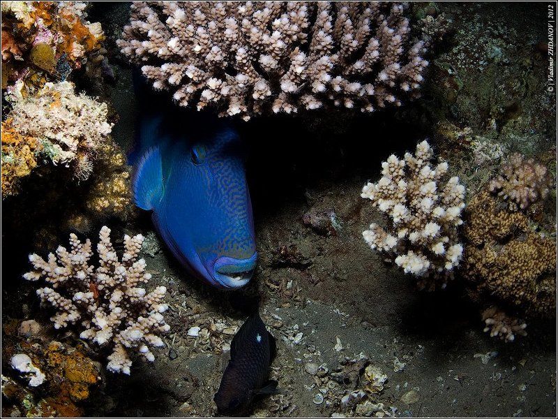 pseudobalistes, fuscus, голубой, псевдобалист, blue, triggerfish, красное, море, египет, дахаб, подводная, съёмка, ночное, погружение Ранний Ужин Триггера фото превью