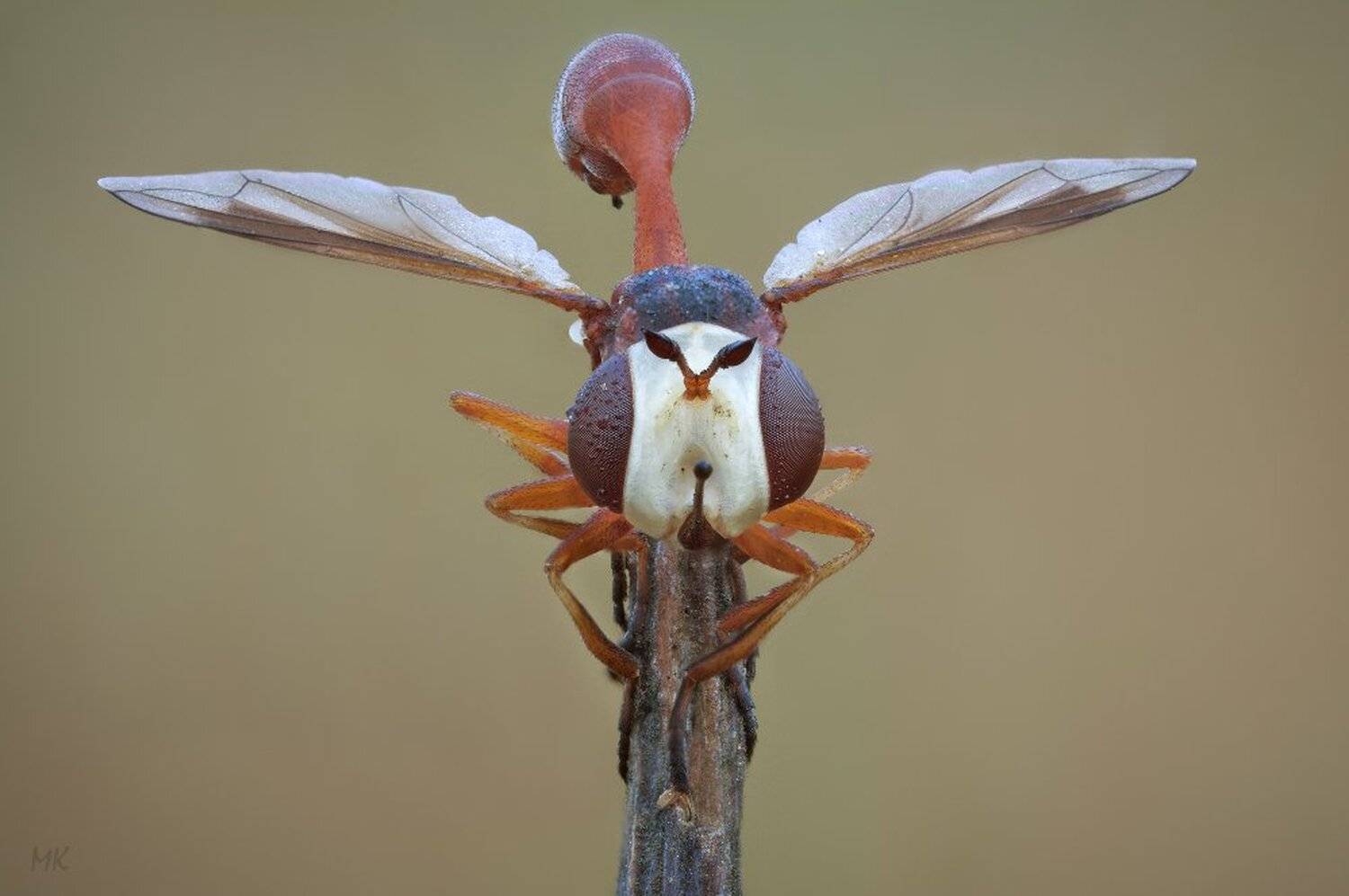 большеголовка, conopidae, Miron Karlinsky