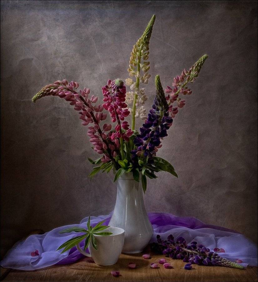 натюрморт, люпин, still life, lupine, El. G.