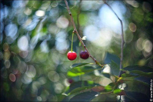 Спелая вишня