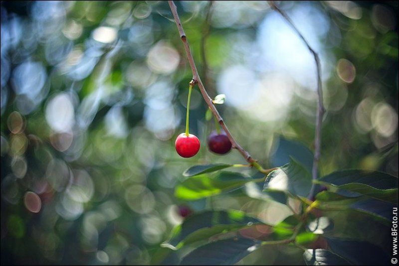спелая, вишня, гелиос, 77м-4, боке, объектив Спелая вишня фото превью