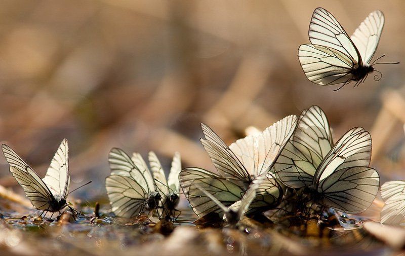 боярышницы, валдай Валдайские зарисовки фото превью