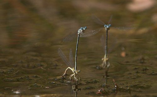 Водные игры летающих жирафиков.