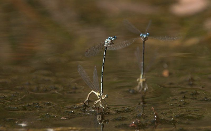 стрекоза,водоросли,речка,лето,игры. Водные игры летающих жирафиков. фото превью